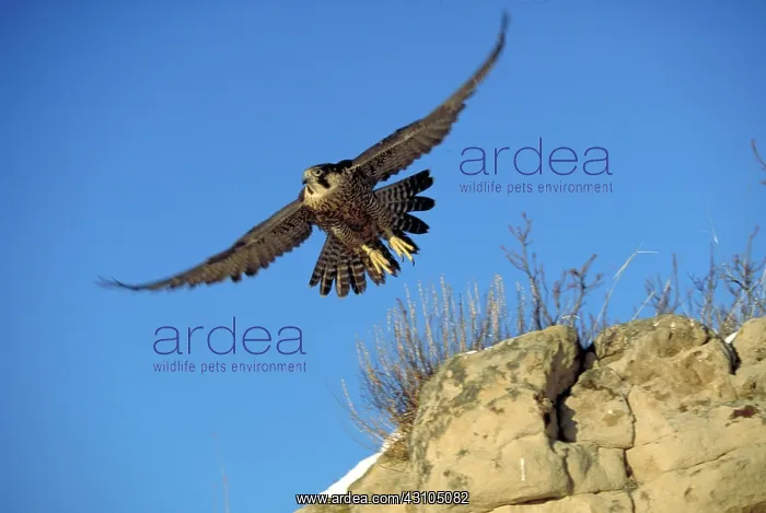 : Peregrine falcon in flight : Peregrine falcon in flight