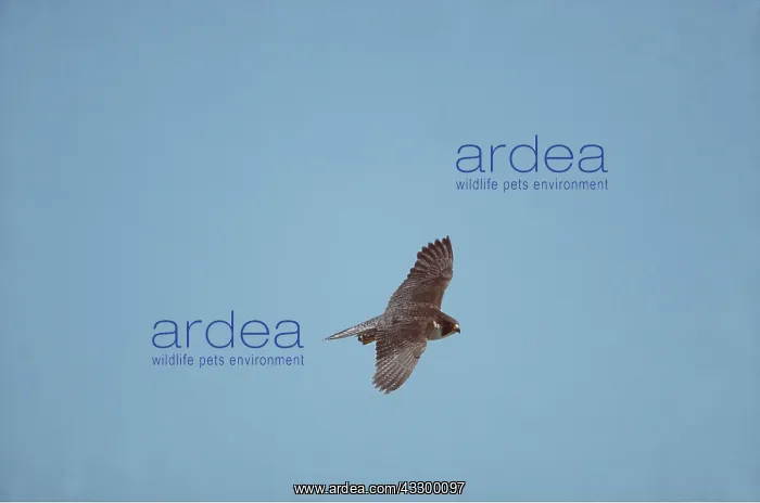 : Peregrine Falcon - in flight : Peregrine Falcon - in flight