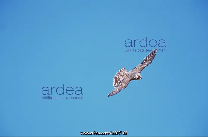 : PEREGRINE FALCON - in flight : PEREGRINE FALCON - in flight
