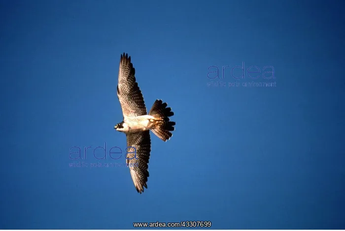 : PEREGRINE FALCON - in flight : PEREGRINE FALCON - in flight
