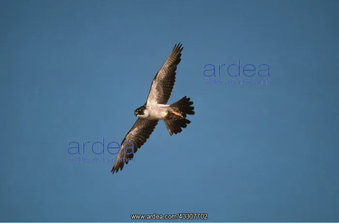 : PEREGRINE FALCON - in flight : PEREGRINE FALCON - in flight