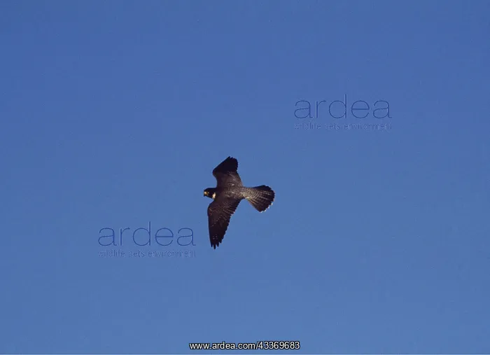 : PEREGRINE FALCON - in flight : PEREGRINE FALCON - in flight
