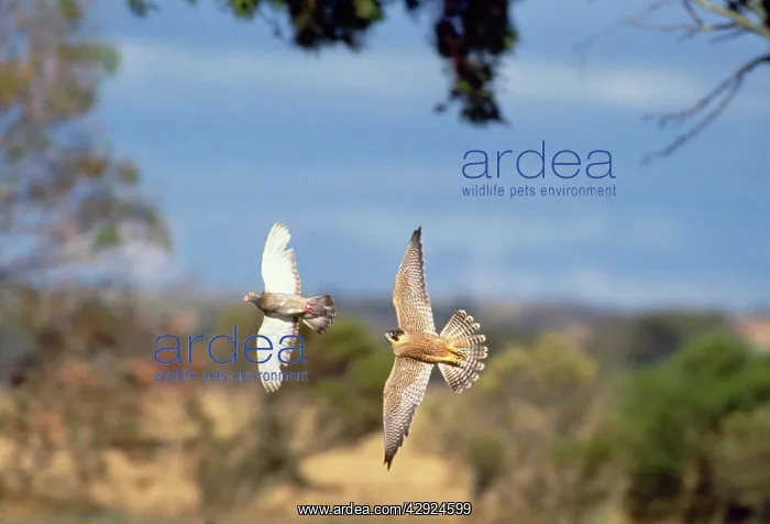: PEREGRINE FALCON - in flight chasing after pigeon : PEREGRINE FALCON - in flight chasing after pigeon