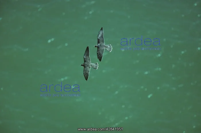 : Peregrine Falcon - Two in Flight over Sea : Peregrine Falcon - Two in Flight over Sea