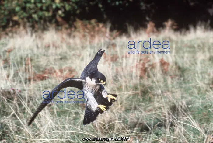 : Peregrine FALCON - in flight with talons out : Peregrine FALCON - in flight with talons out