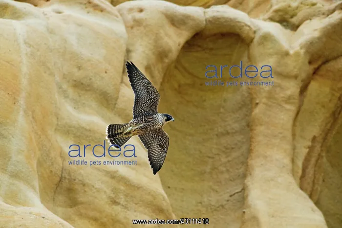 : Peregrine falcon flying by cliff : Peregrine falcon flying by cliff