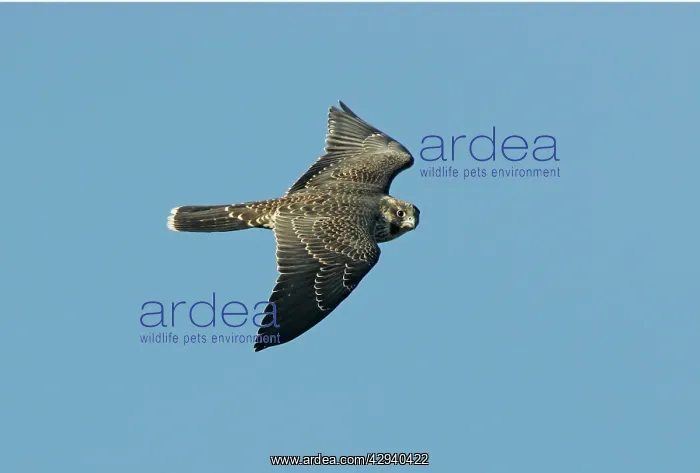 : Peregrine Falcon - immature : Peregrine Falcon - immature