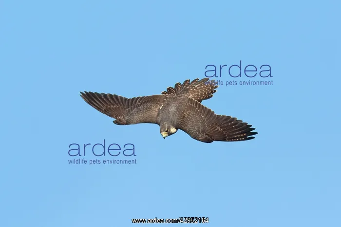 : Peregrine Falcon - immature in flight : Peregrine Falcon - immature in flight