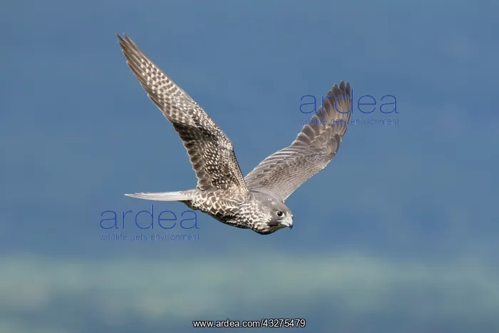 : Peregrine Falcon immature in flight, Falco peregrinus. Conne : Peregrine Falcon immature in flight, Falco peregrinus. Conne