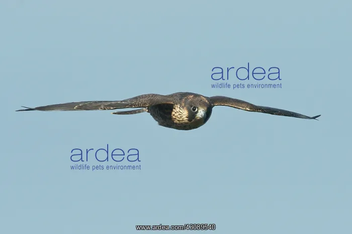 : Peregrine Falcon juvenile : Peregrine Falcon juvenile