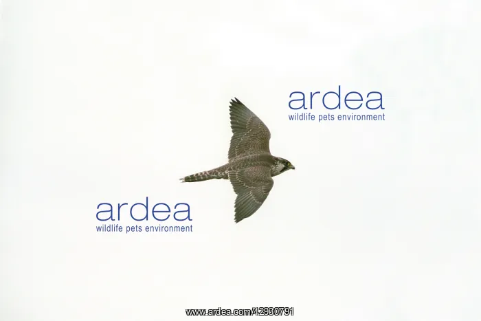 : PEREGRINE FALCON - Juvenile in flight : PEREGRINE FALCON - Juvenile in flight