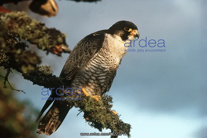 : PEREGRINE FALCON - on lichened tree : PEREGRINE FALCON - on lichened tree