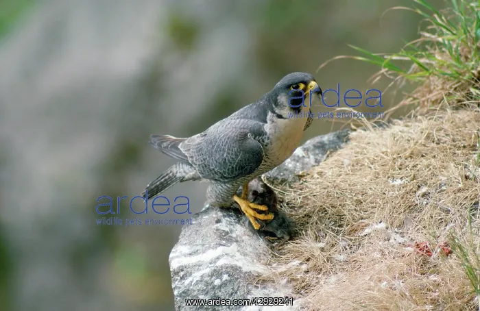 : Peregrine Falcon - male with prey at nest : Peregrine Falcon - male with prey at nest