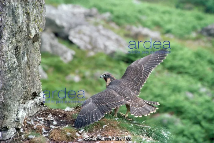 : Peregrine Falcon - at nest : Peregrine Falcon - at nest