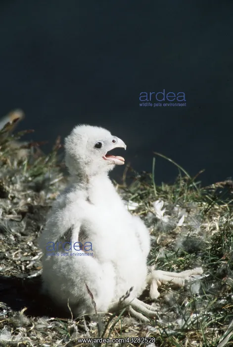 : PEREGRINE FALCON - nestling : PEREGRINE FALCON - nestling