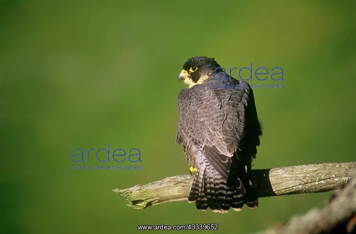: Peregrine Falcon - perched : Peregrine Falcon - perched