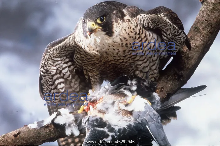 : PEREGRINE FALCON - with prey : PEREGRINE FALCON - with prey