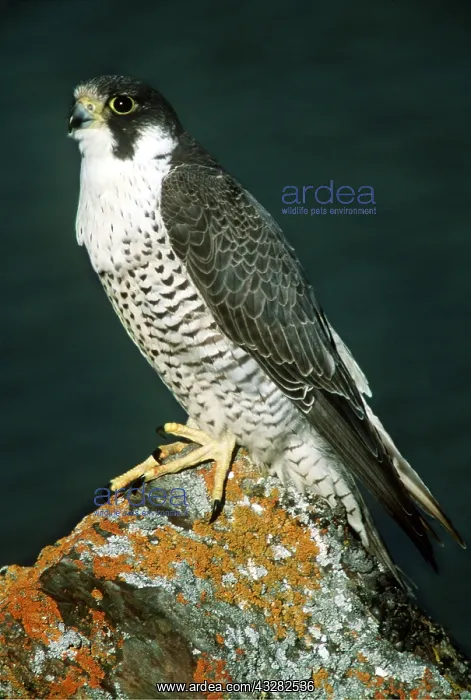 : PEREGRINE FALCON - on rock : PEREGRINE FALCON - on rock