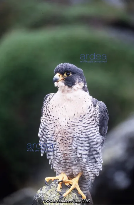: PEREGRINE FALCON - on rock : PEREGRINE FALCON - on rock