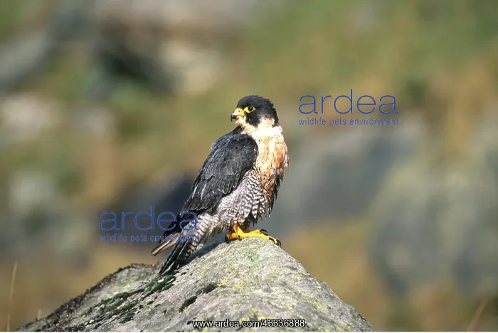 : PEREGRINE FALCON - on rock : PEREGRINE FALCON - on rock