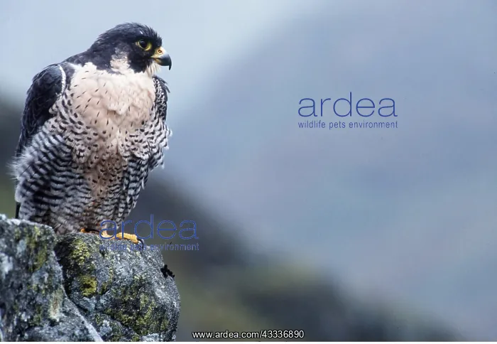 : PEREGRINE FALCON - on rock : PEREGRINE FALCON - on rock