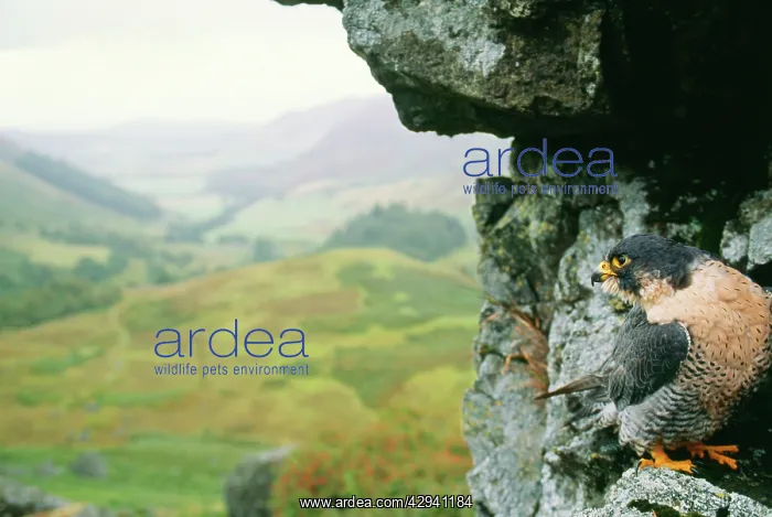 : PEREGRINE FALCON - ROCK IN SCENE : PEREGRINE FALCON - ROCK IN SCENE