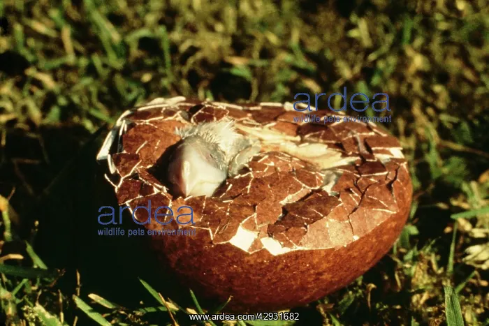 : Peregrine Falcon - thin shelled egg : Peregrine Falcon - thin shelled egg