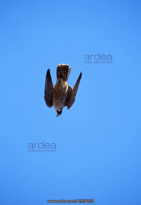 : PEREGRINE FALCON - swooping : PEREGRINE FALCON - swooping
