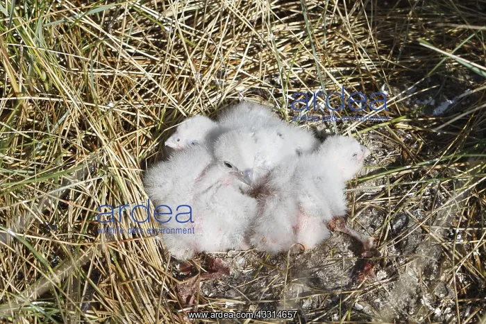 : Peregrine falcons (Falco peregrinus), nestlings : Peregrine falcons (Falco peregrinus), nestlings