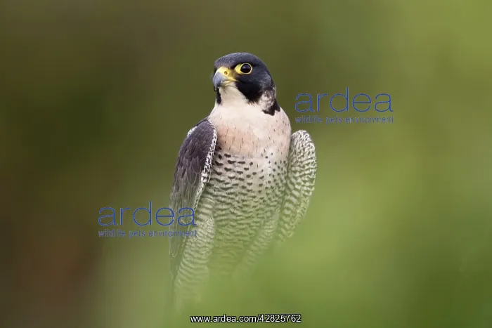 : Peregrine - male : Peregrine - male