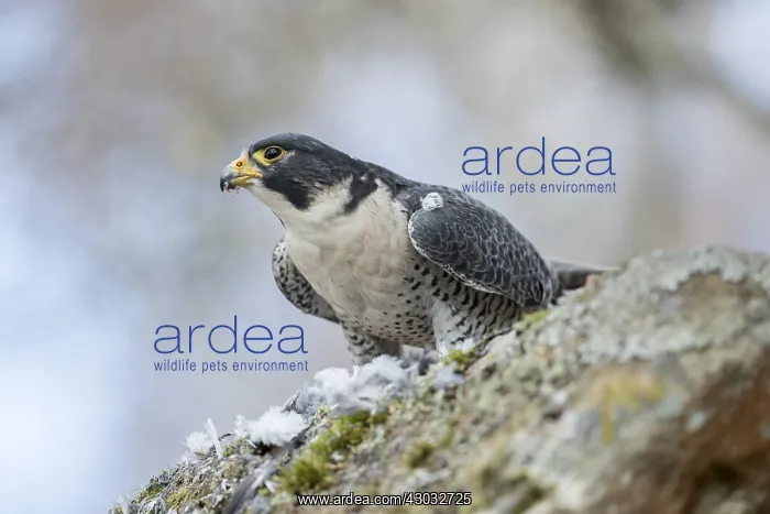 : Peregrine - with Prey - Scotland - UK : Peregrine - with Prey - Scotland - UK