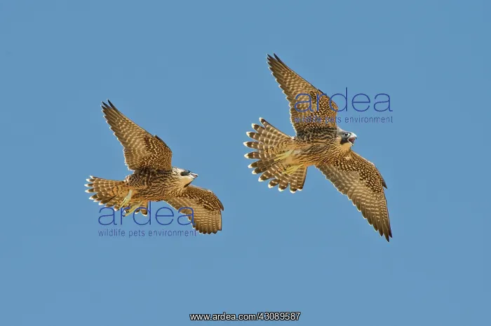 : Peregrine siblings chasing each other : Peregrine siblings chasing each other