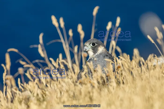 : Peregrine - Young - Cornwall - UK : Peregrine - Young - Cornwall - UK