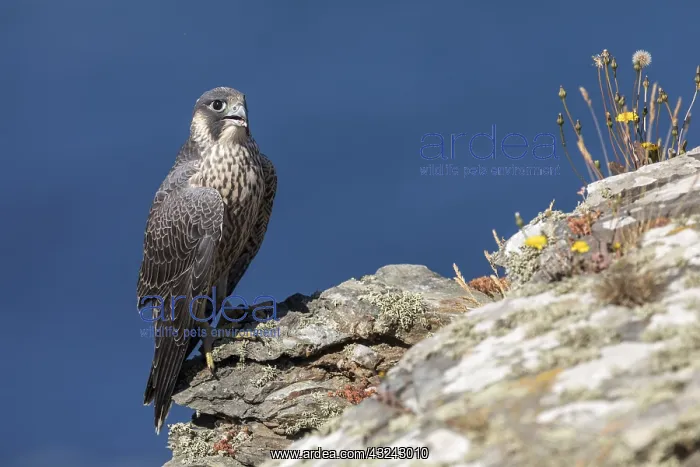 : Peregrine - Young - Cornwall - UK : Peregrine - Young - Cornwall - UK