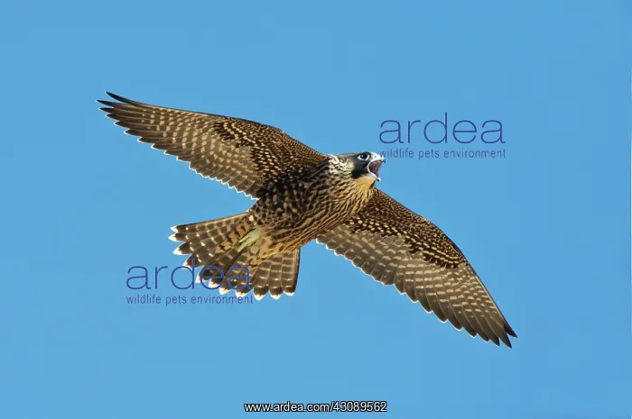 : Peregrine Young screaming for food : Peregrine Young screaming for food