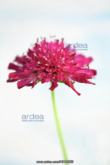 : Perennial cornflower, Knautia macedonica, Side view : Perennial cornflower, Knautia macedonica, Side view