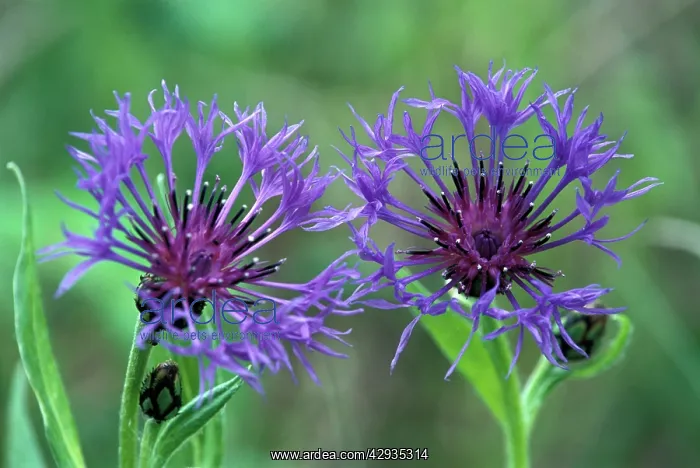 : Perennial CORNFLOWER / Mountain Knapweed / Mountain Blue : Perennial CORNFLOWER / Mountain Knapweed / Mountain Blue