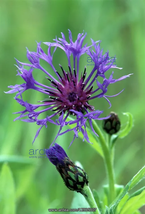 : Perennial CORNFLOWER / Mountain Knapweed / Mountain Bluet : Perennial CORNFLOWER / Mountain Knapweed / Mountain Bluet