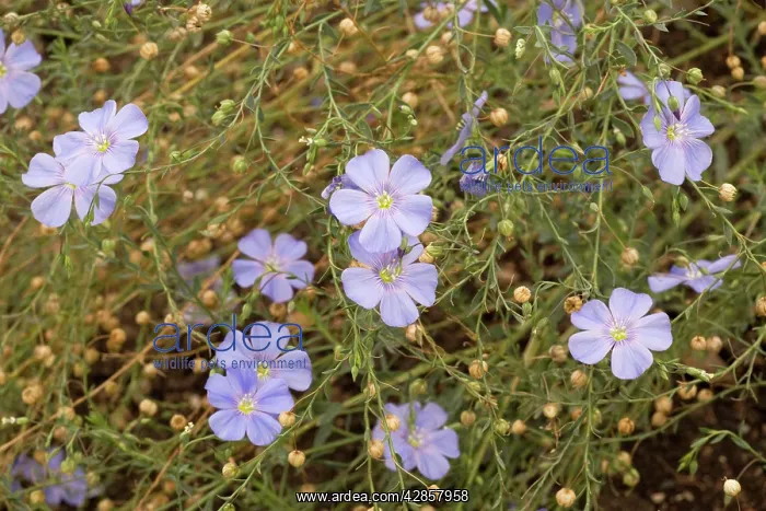 : Perennial flax : Perennial flax