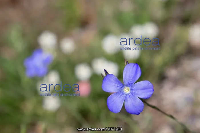 : Perennial Flax : Perennial Flax