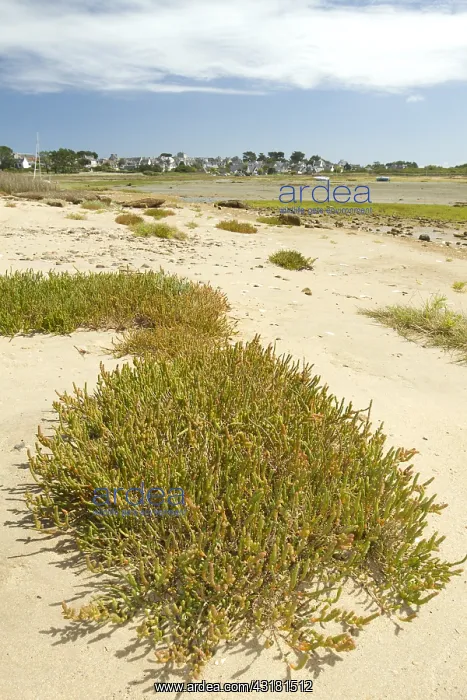  : Perennial glasswort (Sarcocornia perennis), Great