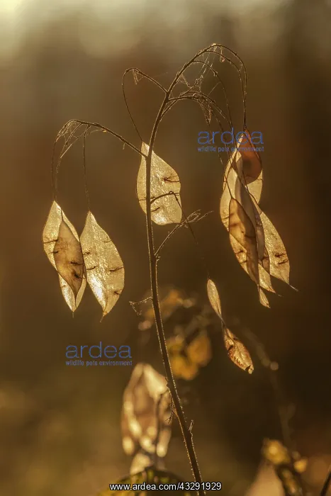 : Perennial honesty - backlighted papery seadpood partitions o : Perennial honesty - backlighted papery seadpood partitions o