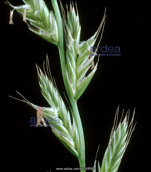 : Perennial Ryegrass : Perennial Ryegrass