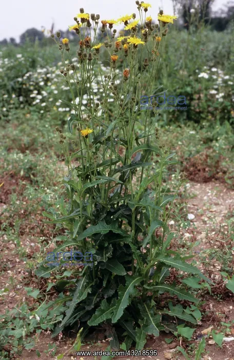 : Perennial Sow-thistle : Perennial Sow-thistle