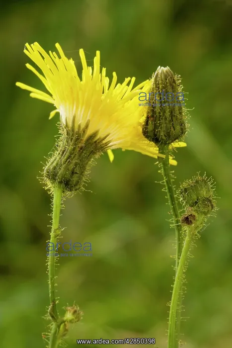  : Perennial sow-thistle - in flower. Very good example