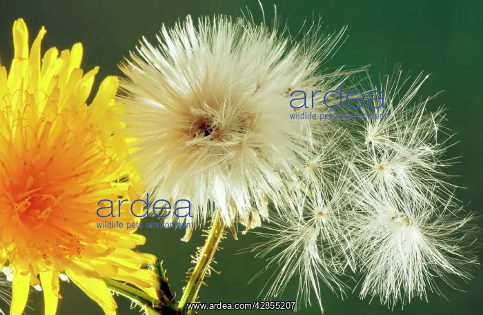 : Perennial Sow-Thistle - in flower with seed heads : Perennial Sow-Thistle - in flower with seed heads