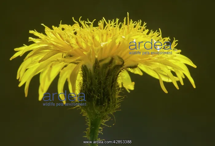 : Perennial Sow-thistle - against the light, showing : Perennial Sow-thistle - against the light, showing