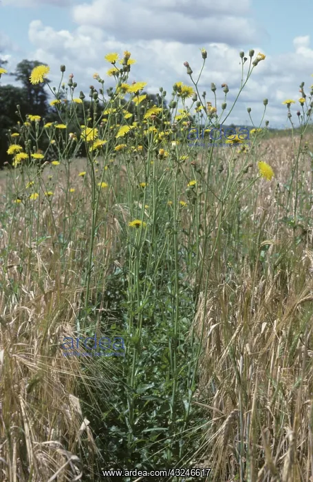 : Perennial sow-thistle (Sonchus arvensis) : Perennial sow-thistle (Sonchus arvensis)
