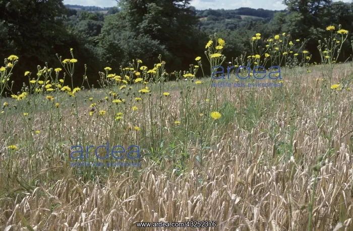 : Perennial sow-thistle (Sonchus arvensis) : Perennial sow-thistle (Sonchus arvensis)