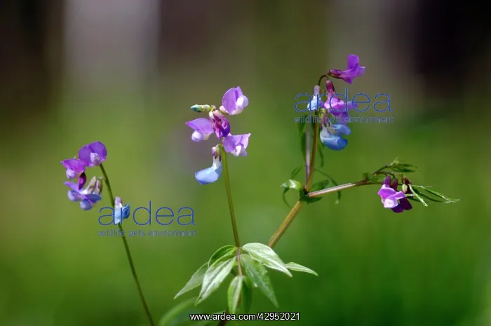 : Perennial Sweet Pea / Spring vetchling / Bitter : Perennial Sweet Pea / Spring vetchling / Bitter